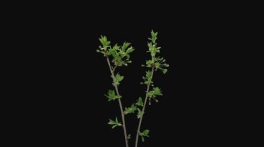 Çiçek açan kiraz ağacının (Prunus cerasus) zaman aşımı: 7a2 şubesi siyah arkaplanda izole