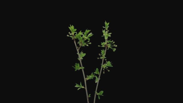 Lapso Tiempo Floración Del Cerezo Prunus Cerasus Rama 7A2 Aislado — Vídeos de Stock
