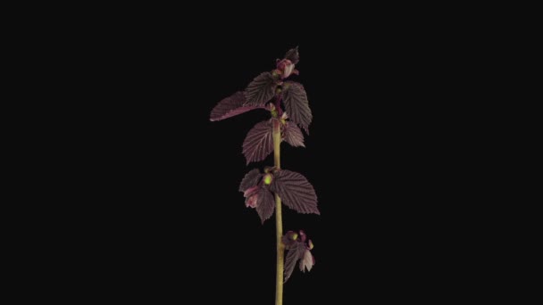 在黑色背景上分离出的生长中的黑核桃树 Corylus 芽2A2的时间差 — 图库视频影像
