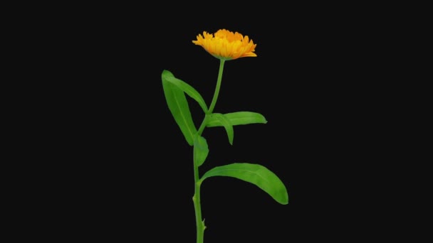 Czas Upływ Czasu Otwarcia Kwiat Nagietka Pomarańczowego 2A2 Izolowane Czarnym — Wideo stockowe