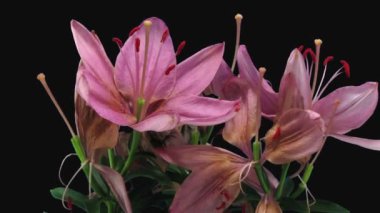 RGB + ALPHA mat biçiminde ölen pembe zambak buketinin zaman aşımı siyah arkaplanda izole edilmiş