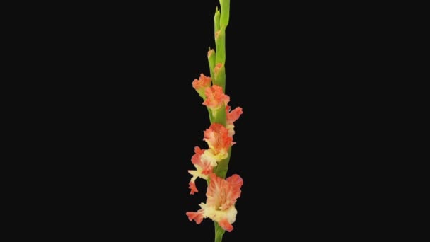 Time Lapse Opening Orange Yellow Gladiolus Ambassador Flower Rgb Alpha — Vídeos de Stock