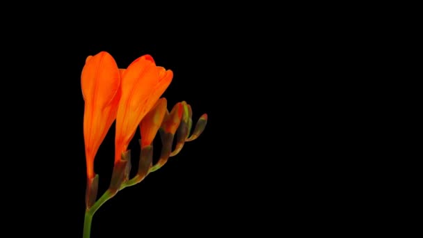 Rgb Alpha Mat Biçiminde Turuncu Frezya Çiçek Tomurcuklarının Açılması Zaman — Stok video