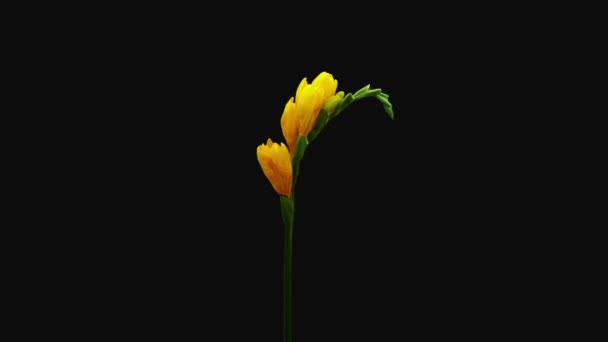 Čas Vypršení Umírající Žlutá Freezia Květ Izolované Černém Pozadí — Stock video