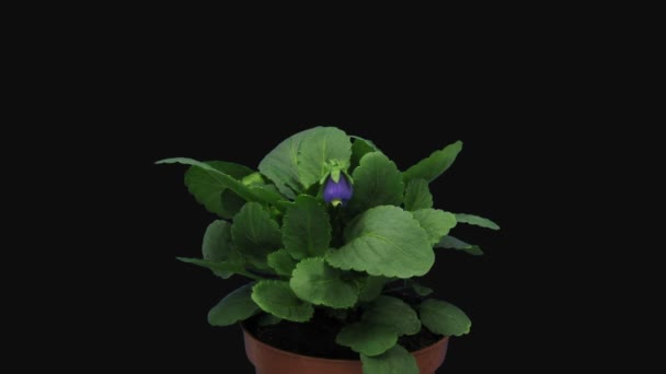 Zeitraffer Der Öffnung Weißen Und Lila Stiefmütterchen Blume Viola Tricolor — Stockvideo