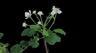 Çiçek açan armut dalının zaman aralığı siyah arkaplanda izole edildi