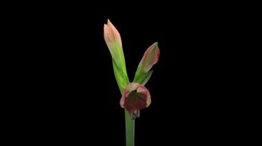 Amarillis Minerva 'nın RGB + ALPHA mat formatında açılışı siyah arkaplanda izole edildi