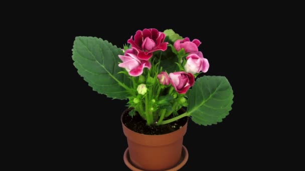 Time Lapse Blooming Red Gloxinia Flower Rgb Alpha Matte Format — Stock Video