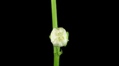 Siyah zemin üzerinde izole edilmiş beyaz, çift çiçekli Mallow çiçeğinin (Alcea Rosea) zaman aşımı
