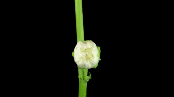 ブラックバックに隔離された白い二重花のモロー花 Alcea Rosea の時間の経過 ストック映像