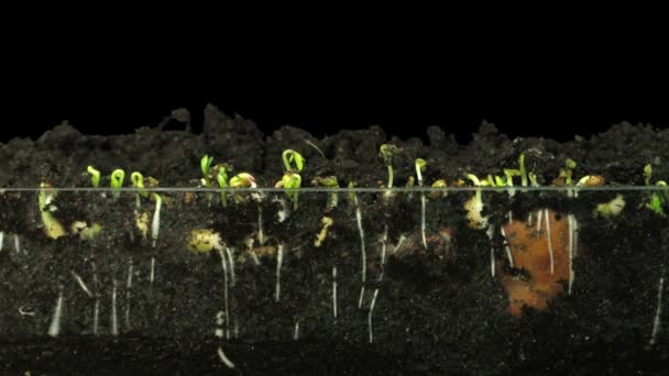 混合野菜 ラディッシュ バリー アルファルファ キュウリ を発芽させ 黒い背景に隔離された土壌表面の下に ロイヤリティフリーストック映像