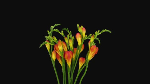 Time Lapse Opening Orange Freesia Flower Buds Rgb Alpha Matte — Vídeo de Stock