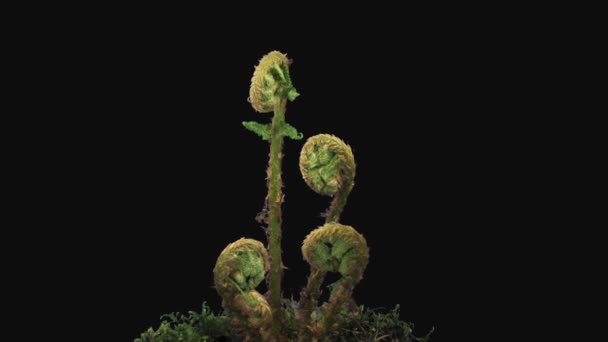 Time Lapse Fern Plant Unrolling New Fronds Isolated Black Background — Stock Video