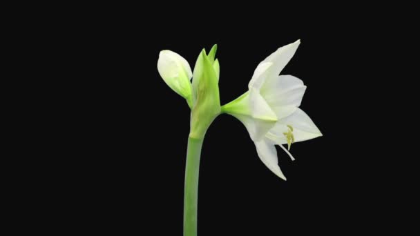 黒い背景に隔離された白いアバランチェのアマリリス花を開く時間の経過 動画クリップ