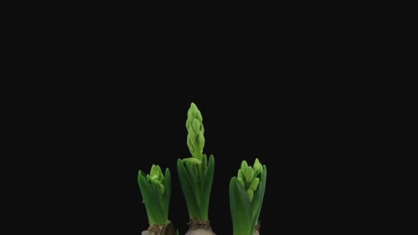 成長の時間経過と黒の背景に隔離されたRgb Alphaマット形式で白いヒヤシンスの花を開きます ストック映像