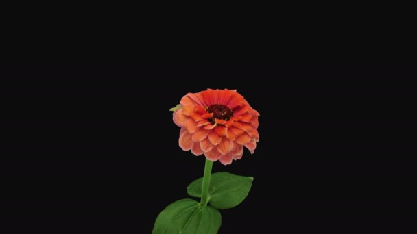 黒い背景で隔離されたオレンジ色のジニアの花の時間の消失 ストック映像