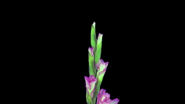 黒い背景に隔離された美しいピンクのグラディオラスの花を開く時間の経過 ロイヤリティフリーのストック動画