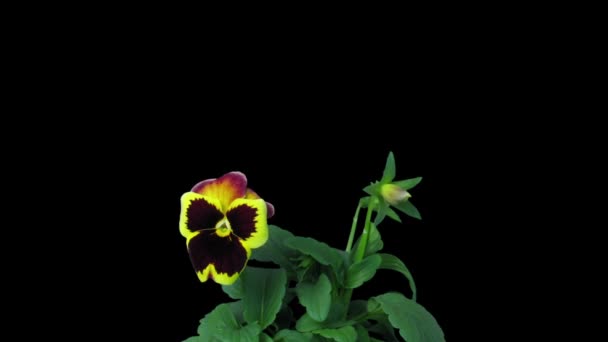Rgb Alphaマットフォーマットで成長とオープンバイオレット ヴァイオラ の花をブラックバックで分離するタイムラウンド 動画クリップ