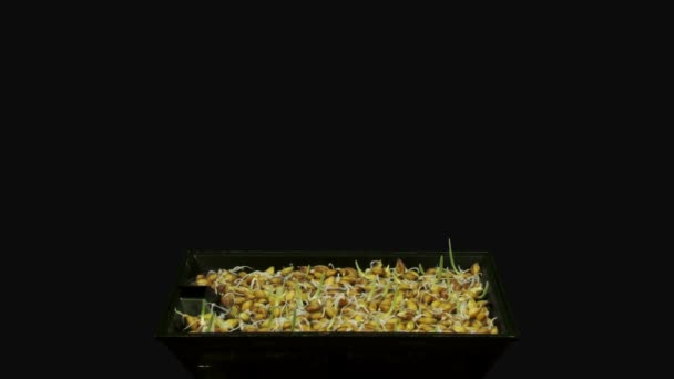 黒の背景に隔離されたマイクログリーン大麦の種子を発芽させる時間の経過 ロイヤリティフリーストック映像