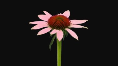Time lapse of opening Echinacea flower isolated on black background