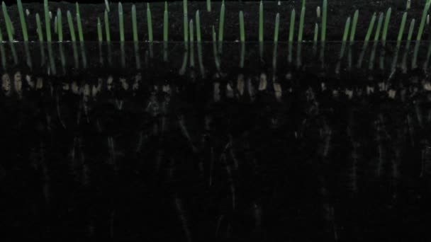 Siyah Arka Planda Çimlenme Büyüyen Arpa Tohumlarının Zaman Atlaması Telifsiz Stok Video