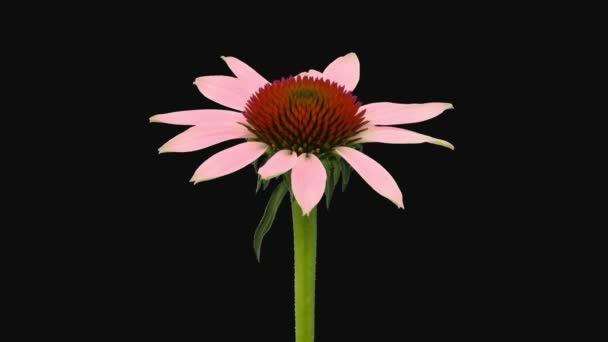 Time Lapse Opening Echinacea Flower Isolated Black Background — 비디오