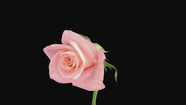 Časová Prodleva Umírající Růžové Přítelkyně Růže Rgb Alpha Matný Formát — Stock video