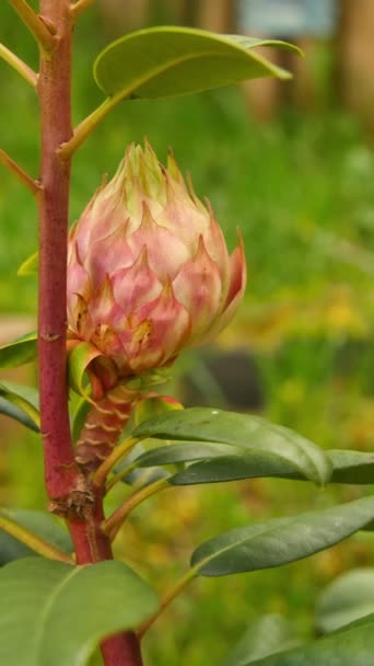 Bud Från Rhododendron Anläggningen — Stockvideo