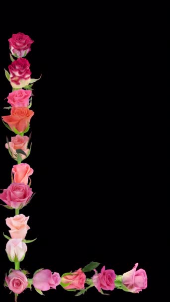 Montaje Apertura Rosas Colores Time Lapse Con Canal Alpha — Vídeo de stock