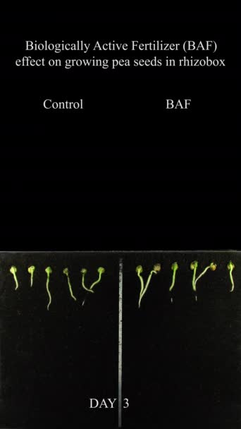 エンドウ豆への生物学的に活発な肥料の効果は成長する 左側はコントロールピースで 右側は生物学的に活発な肥料に6時間浸された — ストック動画