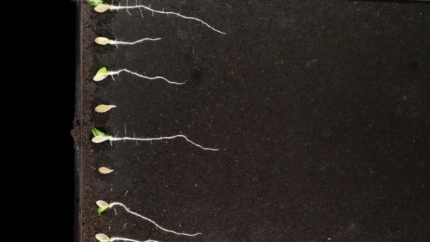 黄瓜种子在根茎箱中萌发的时间间隔 黄瓜种子被放置在充满泥土的根茎箱中 在根茎箱中种植29天 — 图库视频影像
