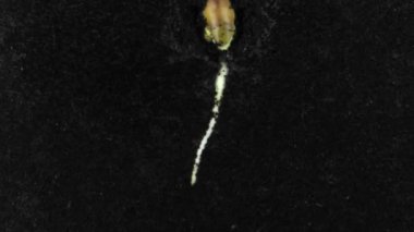 Fasulyelerin filizlenmesi ve bir rizokutuda büyümesi. Fasulye (Fabaceae ailesi), toprakla dolu bir rhizobox kutusuna konuldu ve 14 gün boyunca rizobox içinde yetiştirildi..