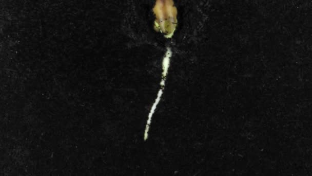 豆芽和生长在根茎箱中的时间的流逝 豆科植物被放置在充满泥土的根茎箱中 在根茎箱中生长了14天 — 图库视频影像
