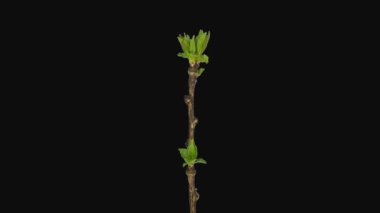 Büyüyen Mürver ağacının (Yaşlı veya Sambucus) siyah arkaplanda izole edilmiş filizleri