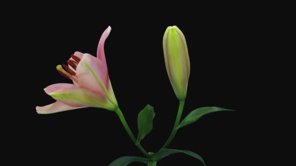 Lapso Tiempo Apertura Dos Hermosas Flores Lirio Rosa Aisladas Sobre — Vídeo de stock