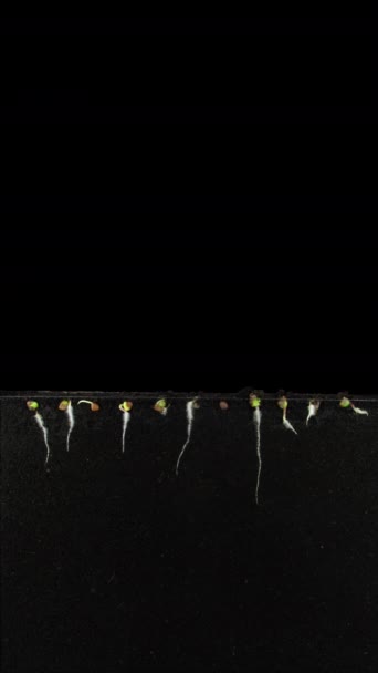 Time Lapse Radish Seeds Germinating Growing Rhizobox — Stock Video