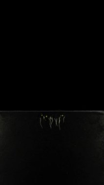 Rhizobox içinde büyüyen ve filizlenen kolza tohumlarının zaman aşımı