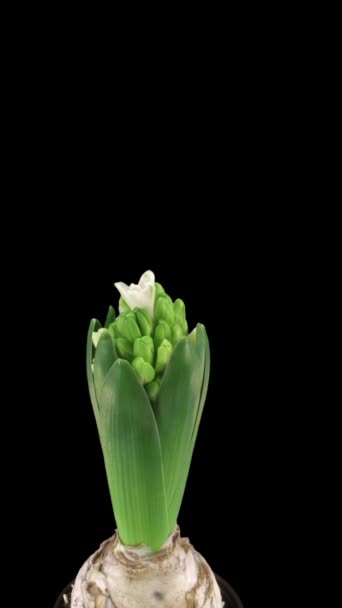 Time Lapse Growing White Hyacinth Flor Navidad Vídeo De Stock