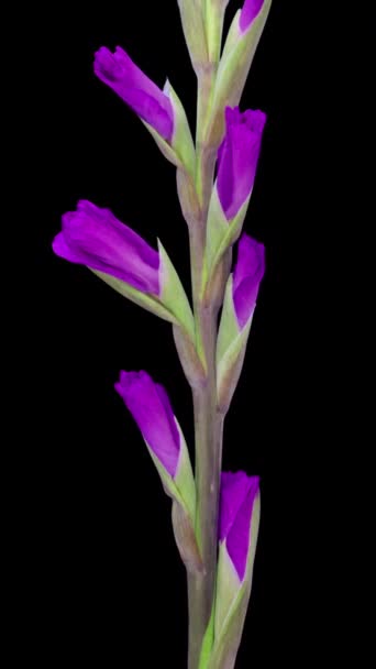 Time Lapse Opening Purple Gladiolus Flower — Stock Video