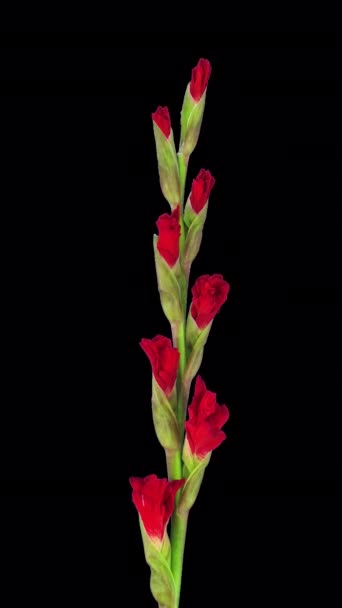 Time Lapse Opening Red Gladiolus Flower Alpha Channel Vertical Orientation — Stock Video