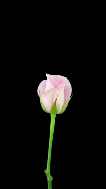 Časová Prodleva Otevření Sweet Akito Rose Vertikální Orientace — Stock video