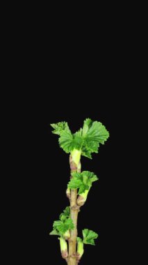 Çiçek açan siyah frenk üzümü dalının zamanaşımı, dikey yönelim