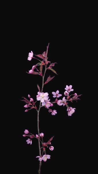 Zeitraffer Des Blühenden Rosa Sakura Astes Vertikale Orientierung Stockvideo