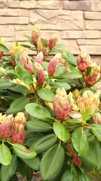 Knop Van Rododendron Plant Een Tuin — Stockvideo