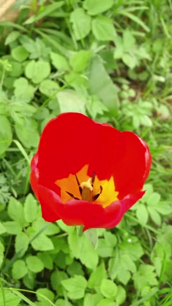 Rode Gele Tulpenbloem Verticale Oriëntatie — Stockvideo