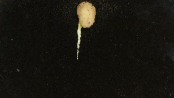 豆芽在根茎箱中发芽和生长的时间间隔 图库视频