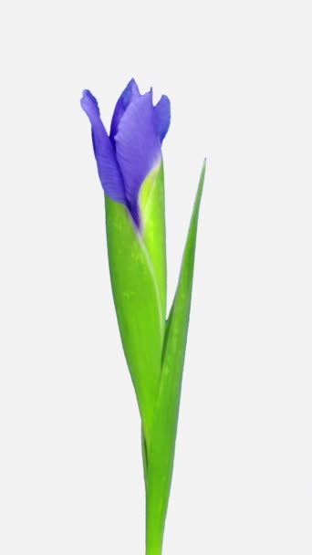 Время Открытия Фиолетового Цветка Радужной Оболочки Вертикальная Ориентация Лицензионные Стоковые Видео