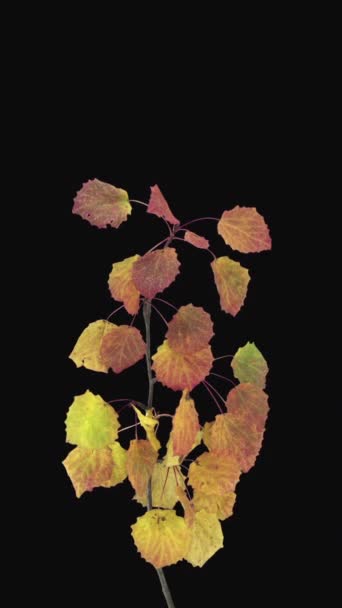 乾燥したアスペンツリーの葉の時間の経過 垂直方向 動画クリップ