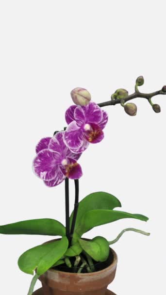 Tijdsverloop Van Het Openen Van Roze Witte Orchidee Bloem Verticale Videoclip