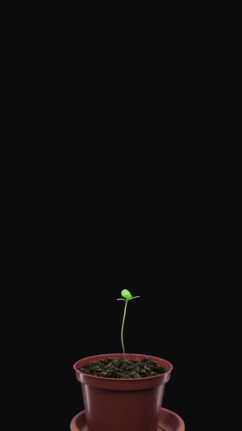 Время Прорастания Семян Конопли Вертикальная Ориентация Стоковый Видеоролик